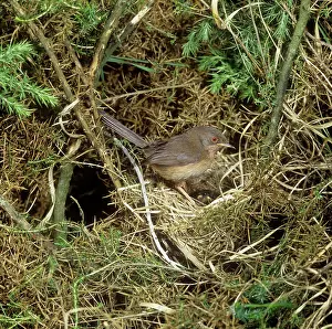 Dartford: Dartford Warbler - female at nestS