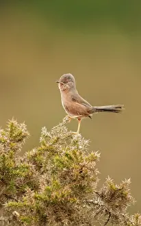 Gorse: Dartford Warbler - on gorse bush