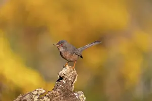 David Chapman: Dartford Warbler - Male - Gorse Flowering in Background - UK