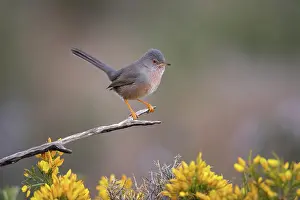 David Chapman: Dartford Warbler - Male - on Gorse - UK