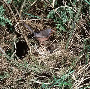 Dartford: DARTFORD WARBLER - Male at nest