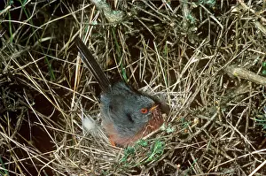 R T Smith: Dartford Warbler - on nestS
