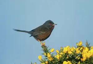 Dartford: Dartford Warbler - Perched on Gorse, April