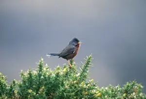 Dartford: Dartford Warbler - Perched on Gorse, singing. April