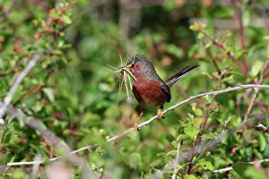 Dartford: Dartford Warbler (Sylvia undata), feeding, Ile d'Yeu