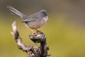 Valencia: Dartford warbler (Sylvia undata) on branch, Valencia