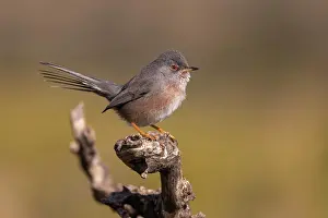 Valencia: Dartford warbler (Sylvia undata), female on branch