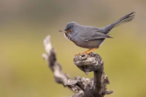 Valencia: Dartford warbler (Sylvia undata), male on branch