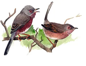 Dartford: Dartford Warbler (Sylvia undata) singing male left and female right