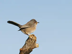 Valencia: Dartford Warbler Sylvia undata Valencia, Spain BI035772