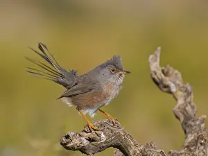 Valencia: Dartford Warbler Sylvia undata Valencia, Spain BI035793
