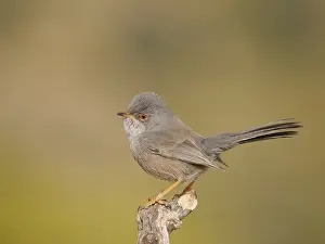 Valencia: Dartford Warbler Sylvia undata Valencia, Spain BI035805
