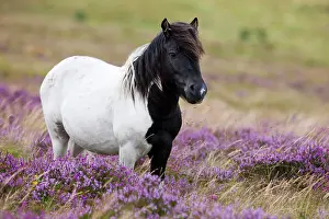 Heaths: Dartmoor Hill Highland Pony, black pied, blooming