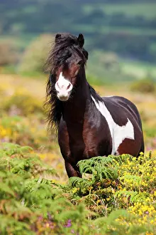 Heide: Dartmoor Hill Highland Pony, brown white spotted