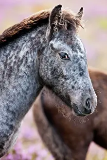 Dartmoor: Dartmoor Hill Highland pony, colt, portrait, Dartmoor