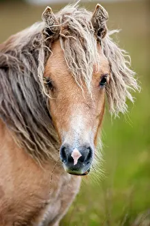 Dartmoor: Dartmoor Hill Highland Pony, Palomino, portrait
