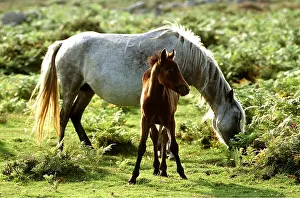 Foals: DARTMOOR HORSE - branded adult grazing with foal in sunlight