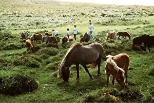 Stroking: DARTMOOR HORSES - ponies grazing on moorland, with people