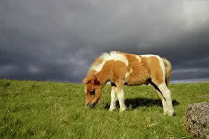 Dartmoor: Dartmoor Ponies