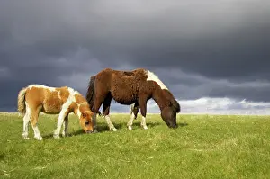 Dartmoor: Dartmoor Ponies