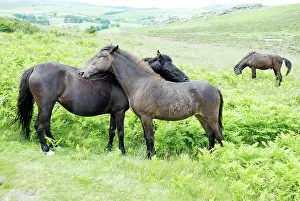 Mutual: Dartmoor Ponies engaged in mutual grooming
