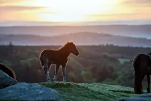 David Chapman: Dartmoor Ponies - Foal - Haytor - Sunrise - Devon - UK