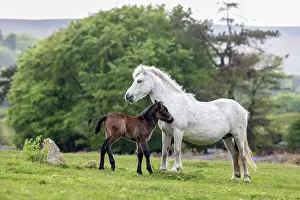 David Chapman: Dartmoor Ponies - Foal - with Mare - Devon - UK