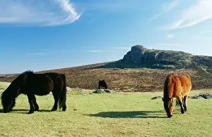 Tors: Dartmoor Ponies - With Haytor in background