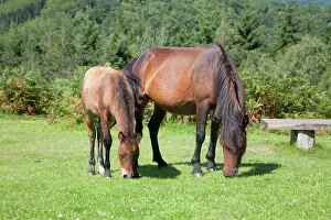 Dartmoor: Dartmoor Ponies - mare and foal