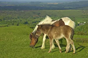 Dartmoor: Dartmoor Ponies - on moors with Tavy Valley below