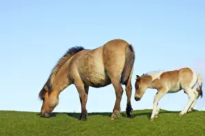Dartmoor: Dartmoor Ponies - mother and foal
