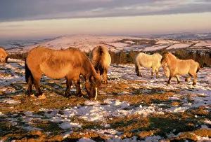 Devon Wildlife Trust: DARTMOOR PONIES-ON MOOR