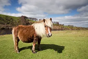 Dartmoor: Dartmoor Pony