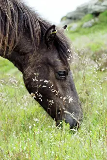 Dartmoor: Dartmoor Pony eating fresh grasses