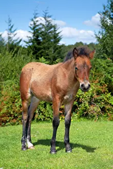 Dartmoor: Dartmoor Pony - foal