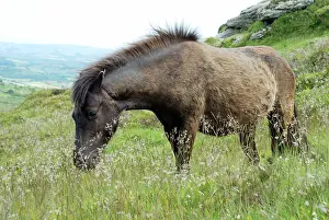 Dartmoor: Dartmoor Pony - moulting from its winter coat