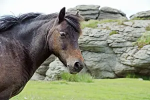 Dartmoor: Dartmoor Pony with typical granite Tor in the background