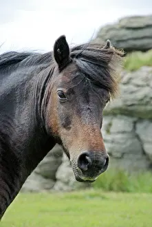 Dartmoor: Dartmoor Pony with typical granite Tor in the background