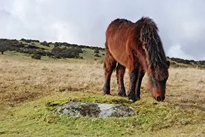 Dartmoor: Dartmoor Pony in winter coat eating the last of