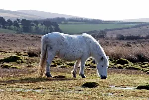Dartmoor: Dartmoor Pony in winter coat eating the last of