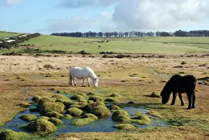 Dartmoor: Dartmoor Pony in winter coat eating the last of
