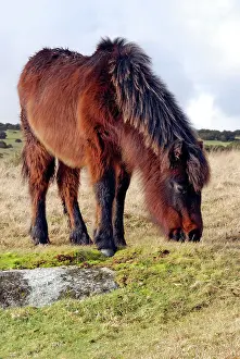 Dartmoor: Dartmoor Pony in winter coat eating the last of