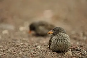 Galpagos: Darwin Finch