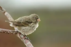 Darwin: Darwin Finch