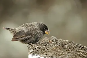 Galpagos: Darwin Finch