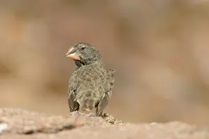 Minimal: Darwin Finch