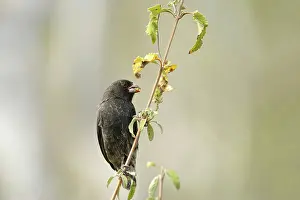Galpagos: Darwin Finch