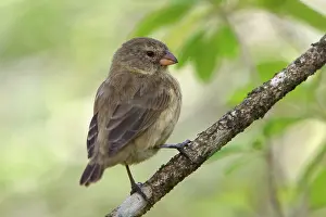 Thraupidae: Darwin Finch female