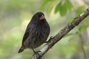 Thraupidae: Darwin Finch male
