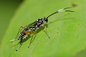 Hexapoda: Darwin Wasp
